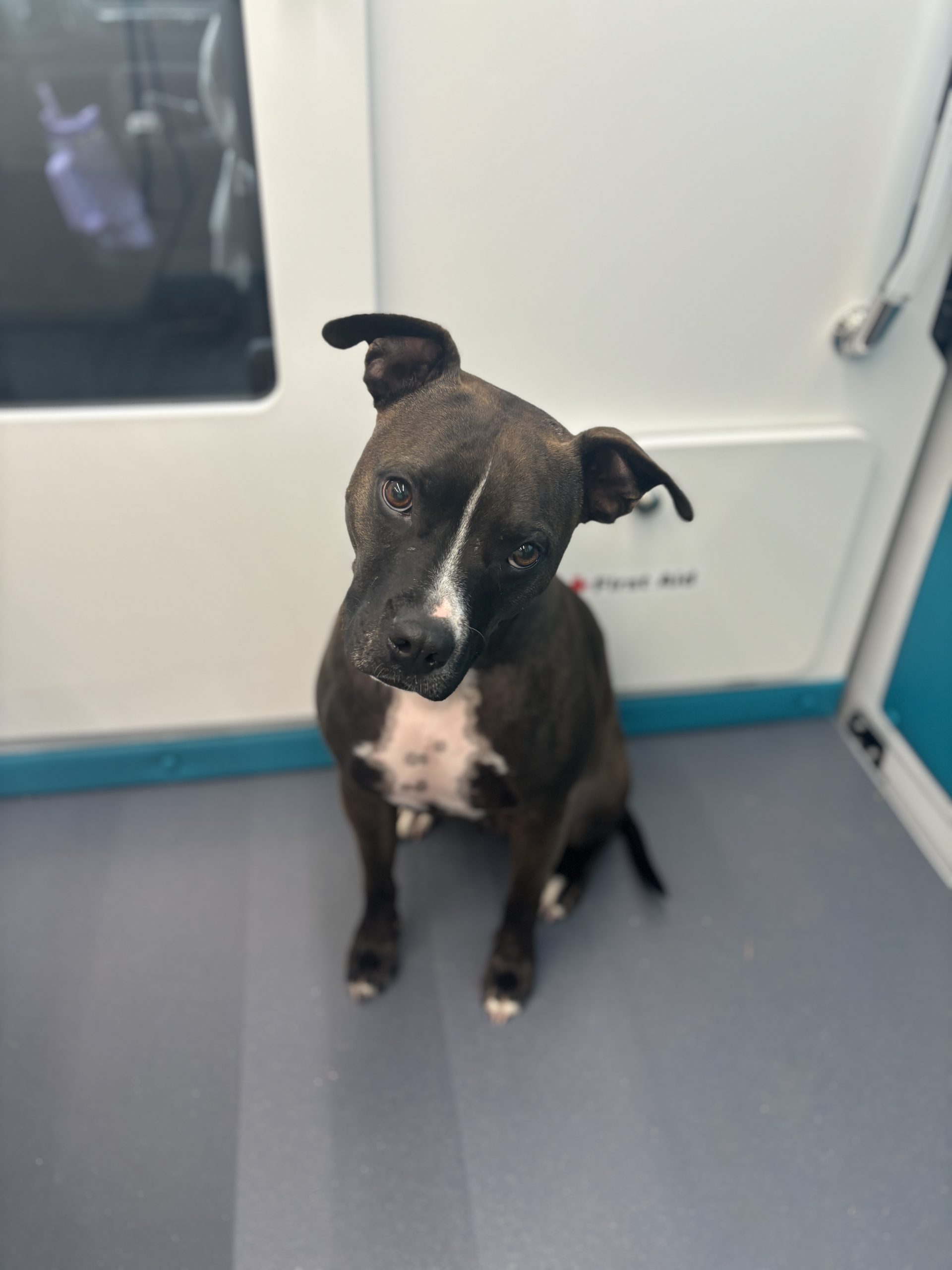 The Benefits of Mobile Grooming for Your Pet