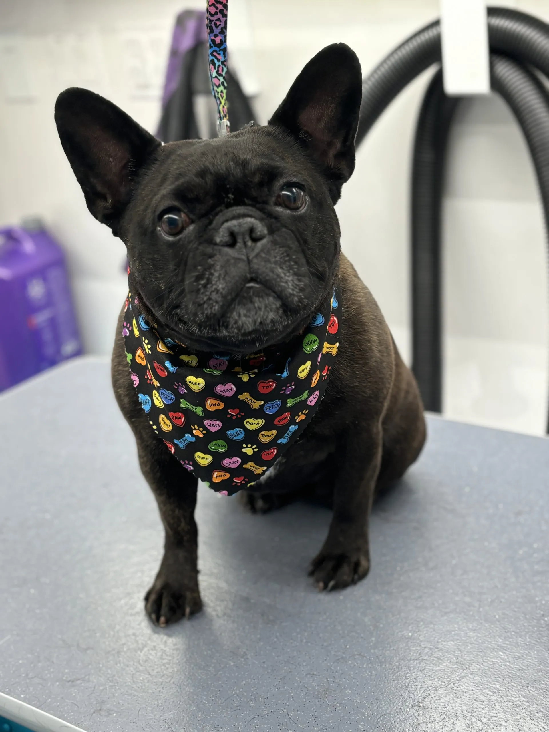Top 5 Signs Your Dog Needs Grooming