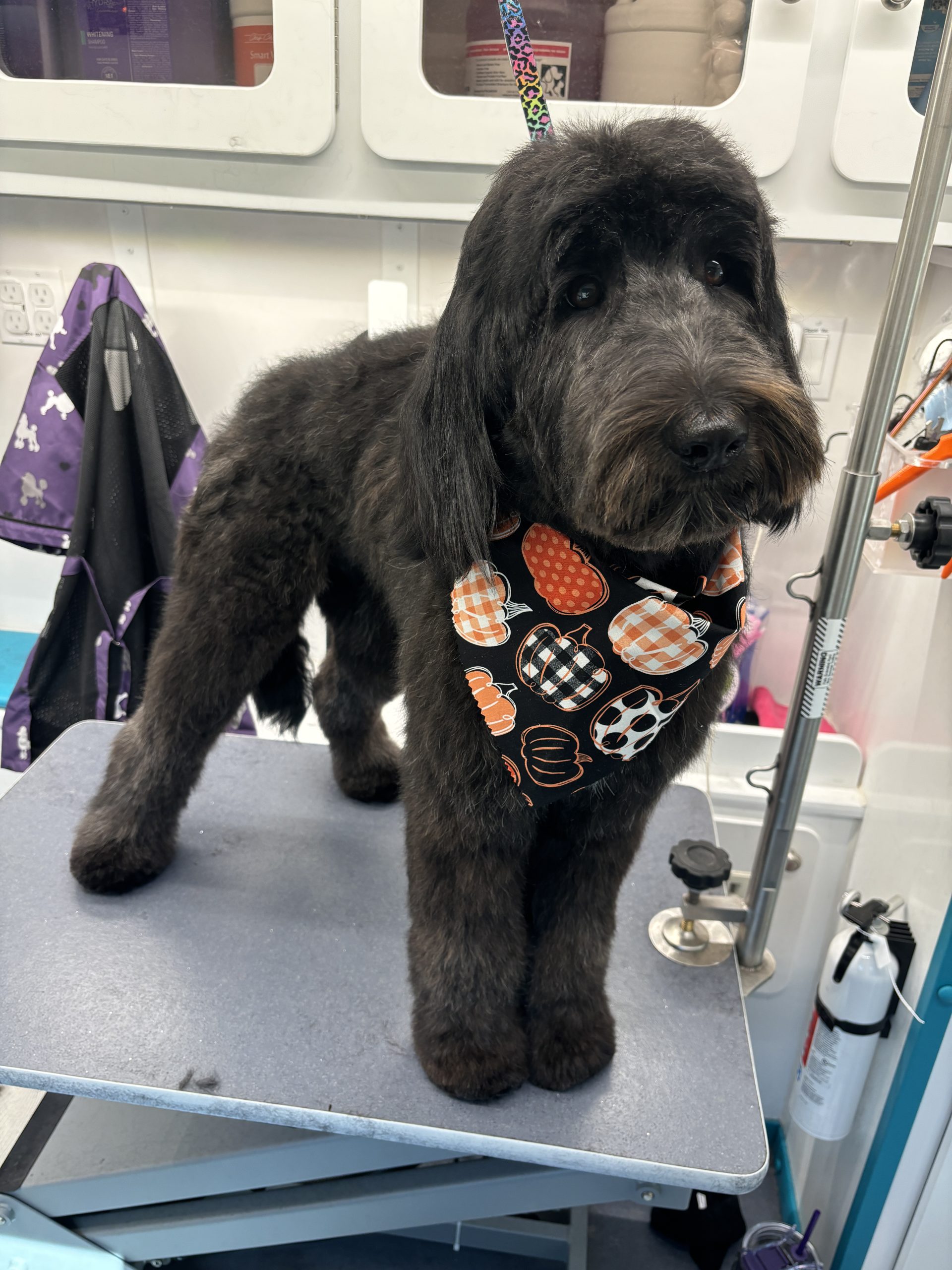 How to Prepare Your Dog for Their First Grooming Session