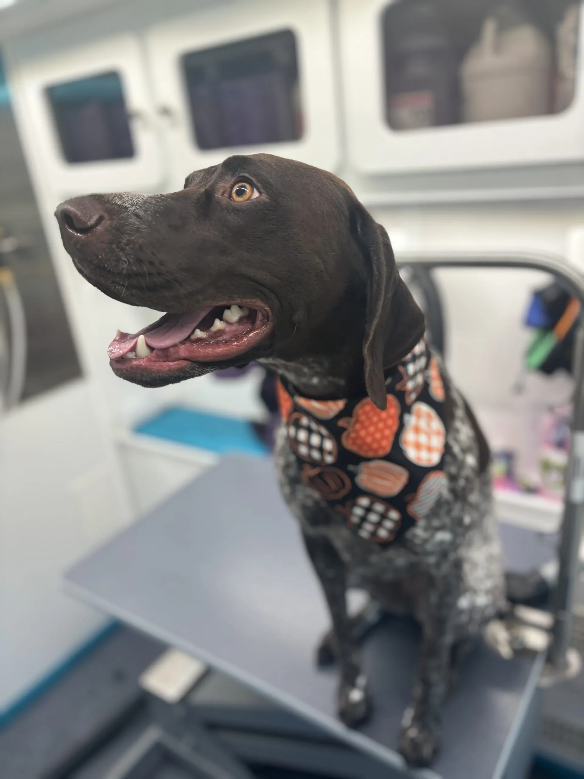 Breed Insights Elevate Dog Grooming Standards in Lubbock