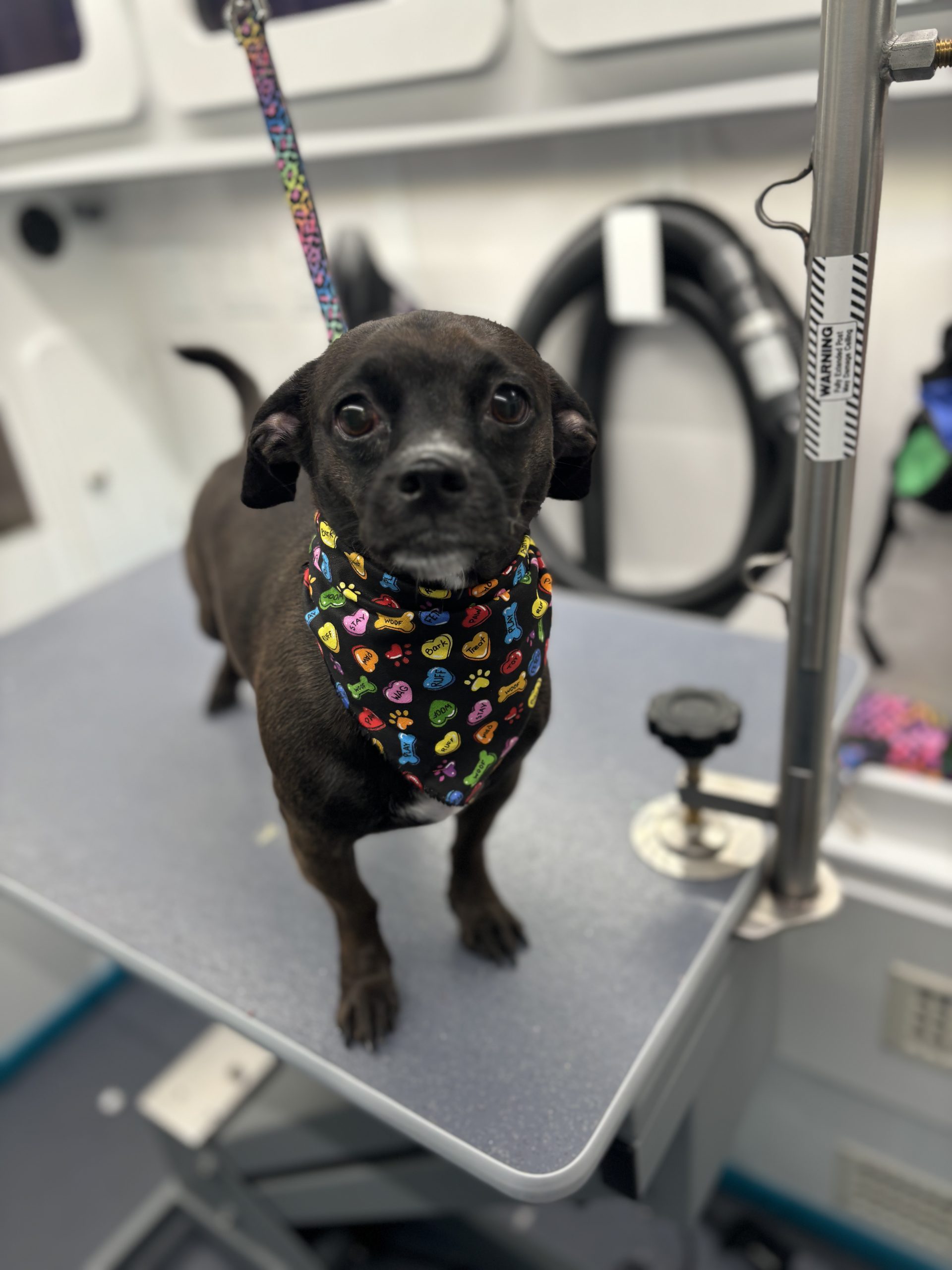 Elevate Your Pet's Experience at Dashing Dogs Mobile Grooming in Lubbock, TX