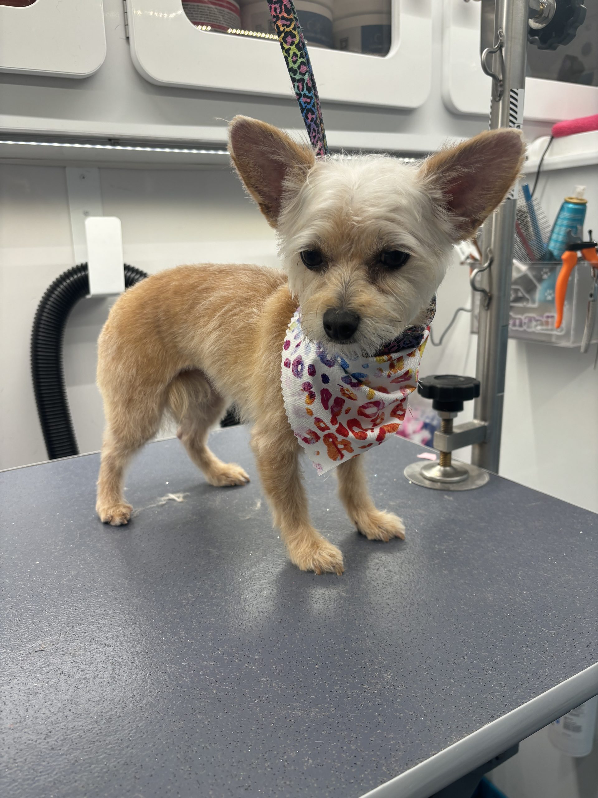 The Dashing Dogs Difference: Personalized Grooming for Your Pet