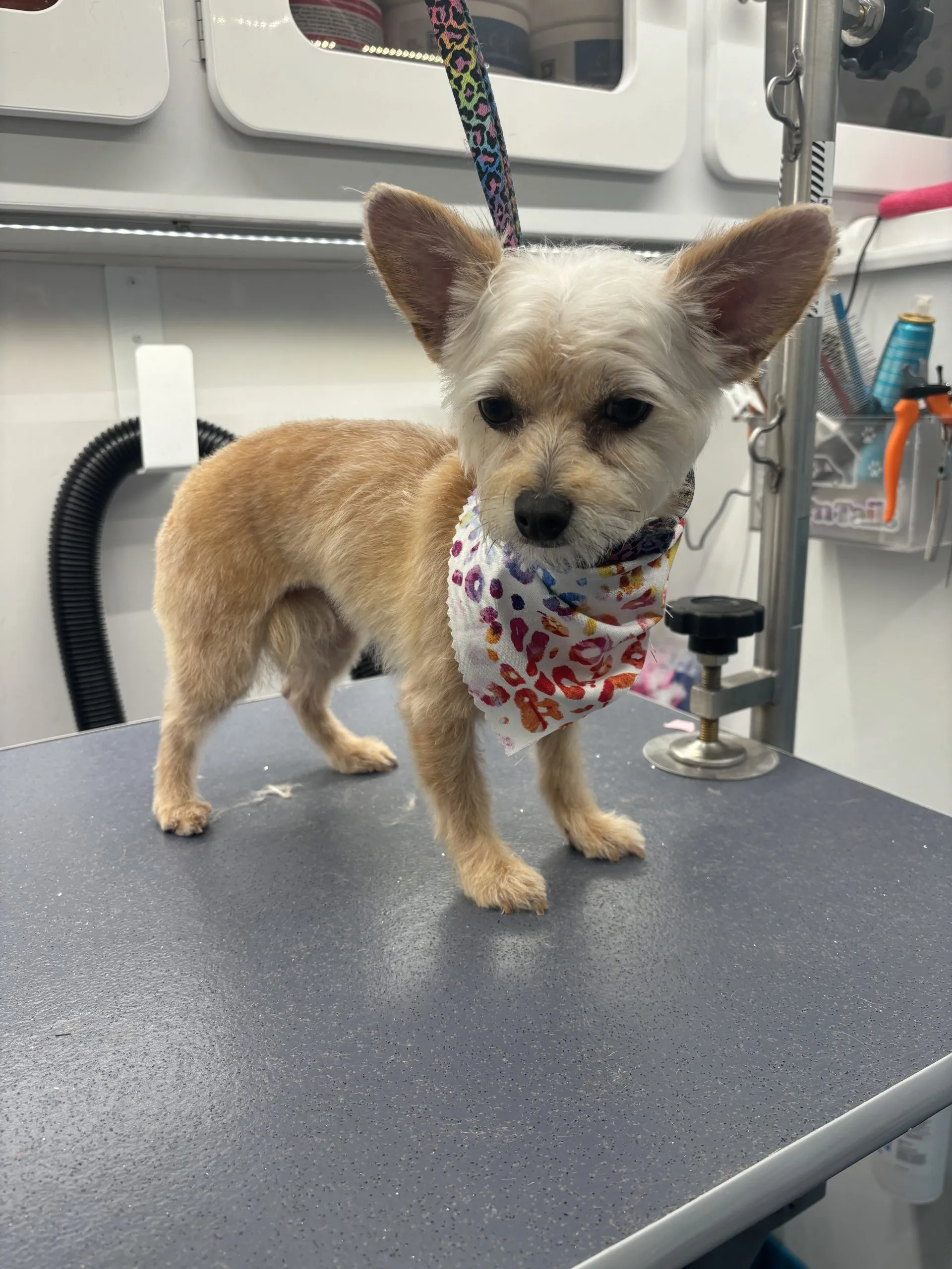 The Dashing Dogs Difference: Personalized Grooming for Your Pet